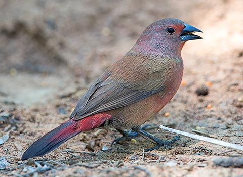 Jamesons Firefinch female